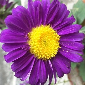 Meet your Posher, Susana